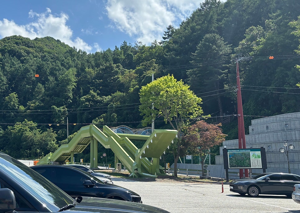 게으른악어 사진 4