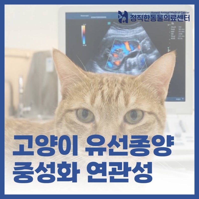 고양이 유선종양(유방암) 증상과 수술, 중성화 시기가 발병 위험에 미치는 영향 - 수원 동물....