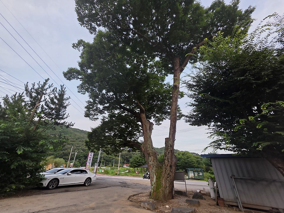 느티나무집 사진 2