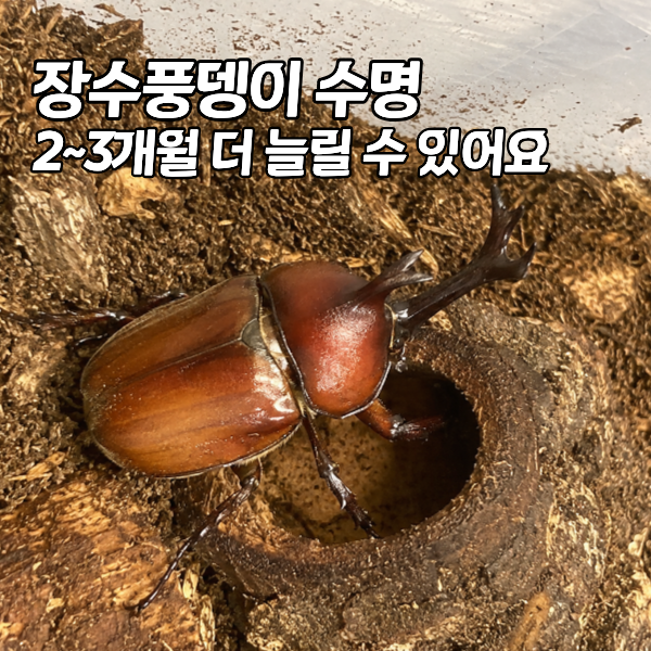 장수풍뎅이 수명과 생애 총정리 "이름은 장수인데 수명이 짧아요"