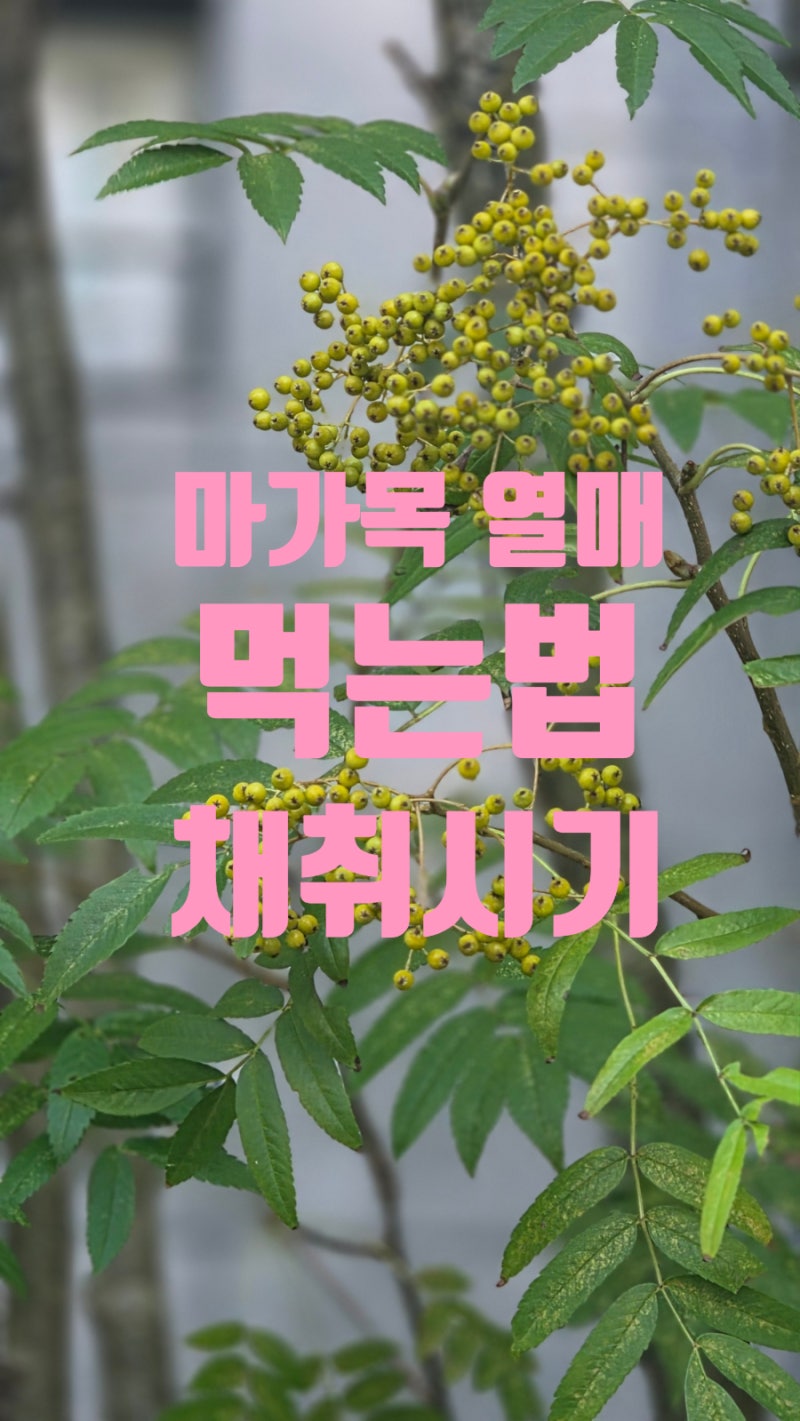 마가목 열매 효능 먹는 법 채취시기