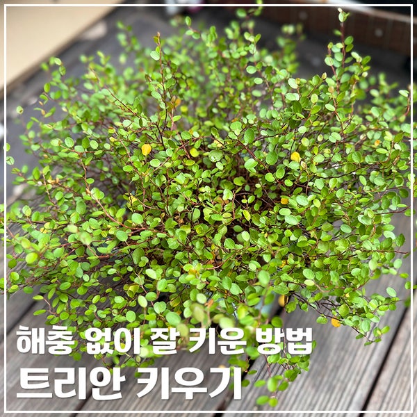 트리안 키우기┃3개월 후 성장 후기, 해충 없이 풍성해진 관리 방법