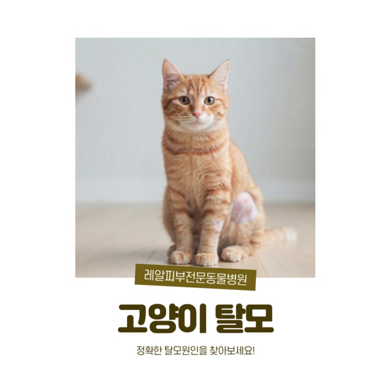 털이 숭숭 빠져요? 고양이 탈모의 4가지 주요 피부 원인
