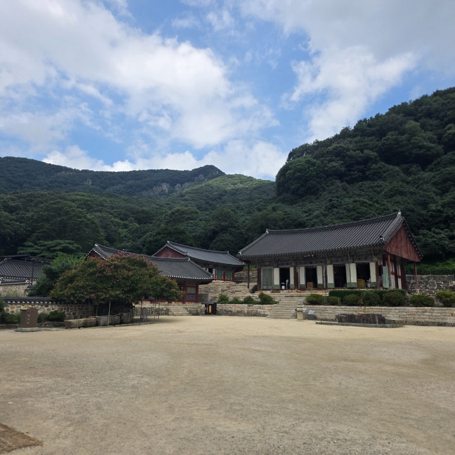 바지라기 사진 3