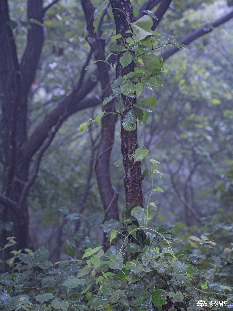백월산 사진 3