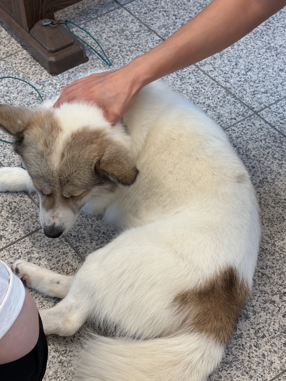 카페솔향 사진 4