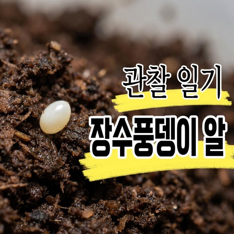 장수풍뎅이 알이 안 보인다면? 의외의 이유가 있었어요