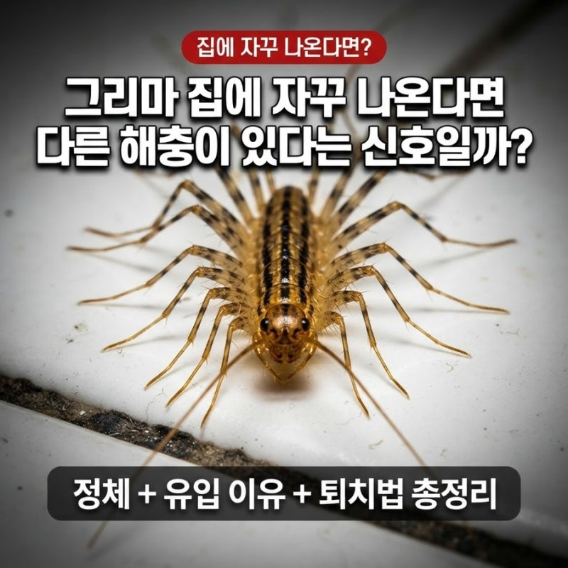 그리마 집에 자꾸 나온다면 다른 해충이 있다는 신호일까?