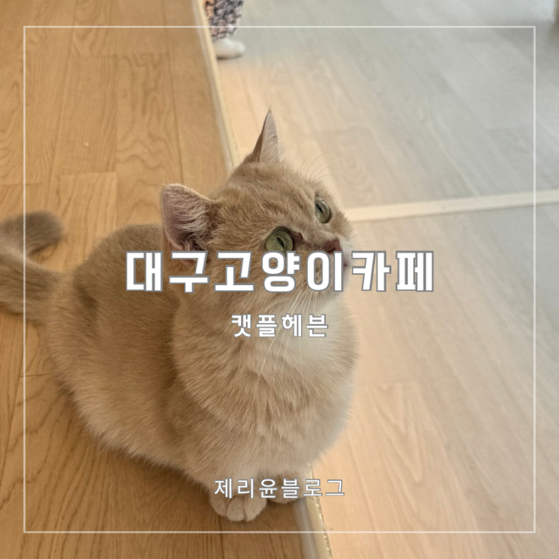 대구 고양이 카페 캣플헤븐 동성로 아이와 가볼만한곳