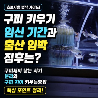 구피 키우기 임신 기간과 출산 임박 징후는? 구피새끼 낳는 시기 분리와 구피 치어 키우는방....