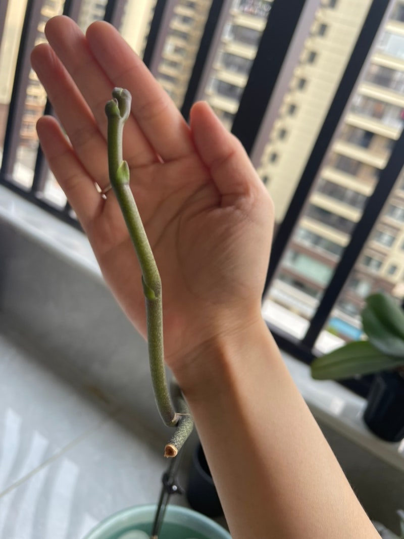 호접란 물주기, 베란다 식물 물 주는 날