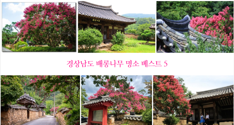분홍빛 정취가 넘쳐나는 대표적인 경상남도의 배롱나무 명소 베스트 5곳 완벽 정리