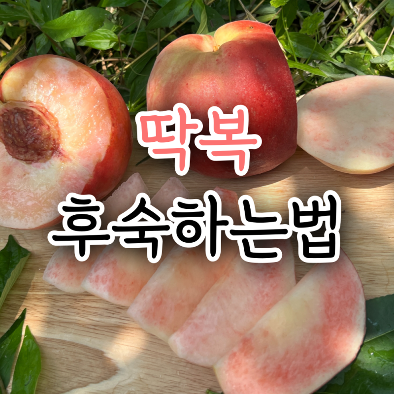 딱딱한 복숭아 후숙하는 방법! 더 달고 맛있게 먹는 꿀팁