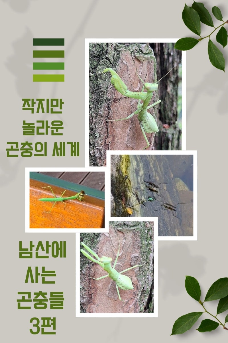 남산 숲에 사는 곤충들, 작지만 놀라운 곤충의 세계 3편, 사마귀 & 소금쟁이