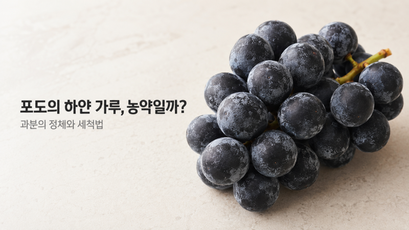 포도 표면의 하얀 가루, 농약일까? 과분의 정체와 세척법