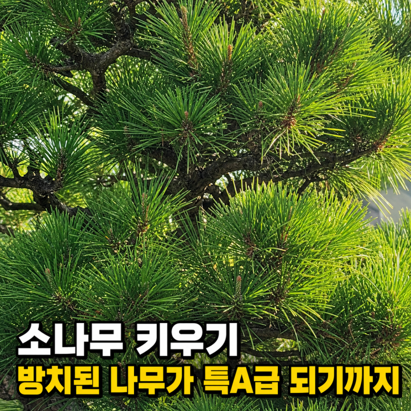 소나무 키우기, 죽어가던 나무가 3년 만에 특A급이 된 과정