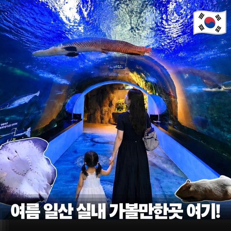 경기도 고양 아이와 함께 가볼만한곳 여름 실내 놀거리 아쿠아플라넷 일산