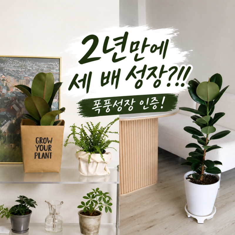 두 가지로 세 배 성장! 키우기 쉬운 실내플랜테리어 식물 인도고무나무
