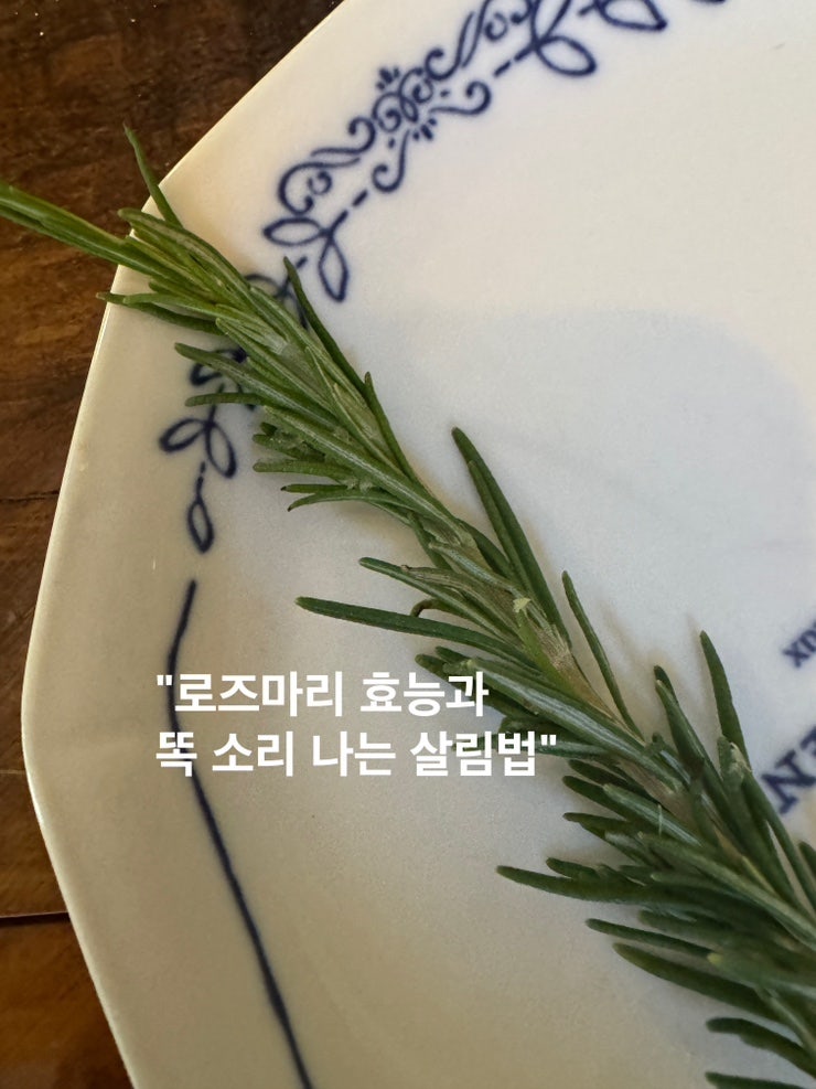 로즈마리 효능부터 천연 방향제 탈취제 살림 활용하기