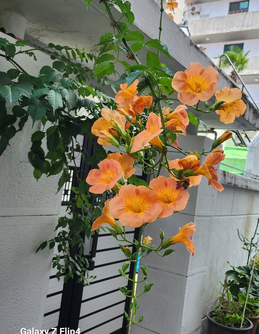 옛날옛집 사진 4