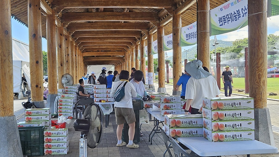 벽오동 사진 3