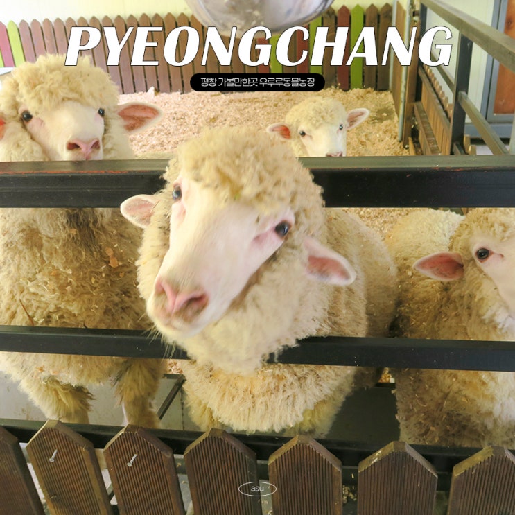 강원도 평창 여행코스 청성애원 우루루 <b>동물농장</b> 주말 아이와 가볼....