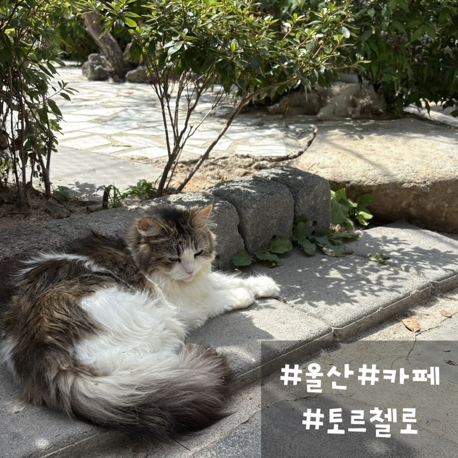 토르첼로 사진 1