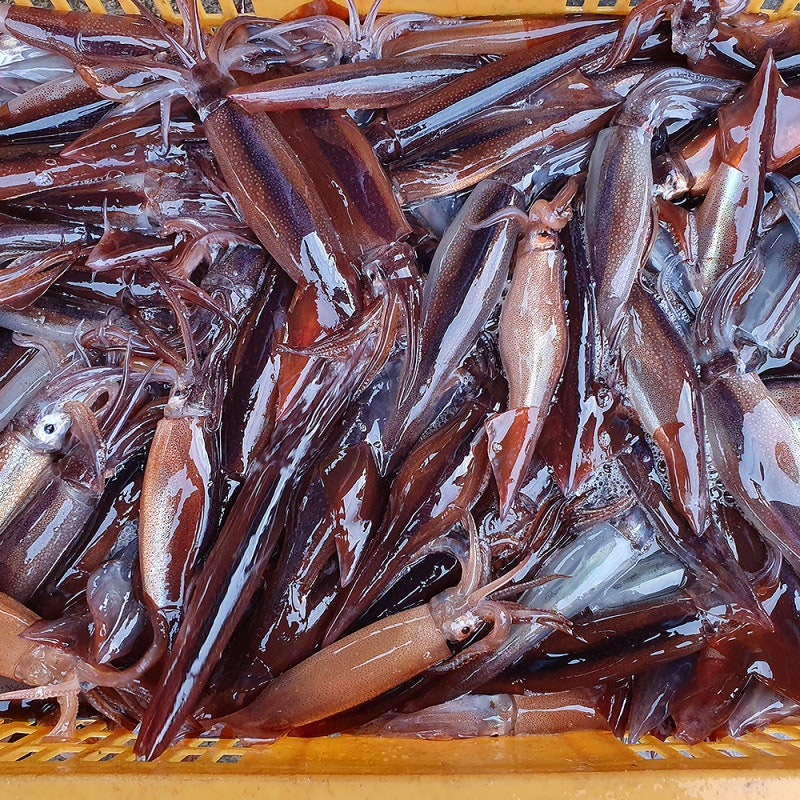 [오늘만 이 가격] 야식·술안주 끝판왕, 선동 초코 총알오징어 한 달 먹어본 솔직후기