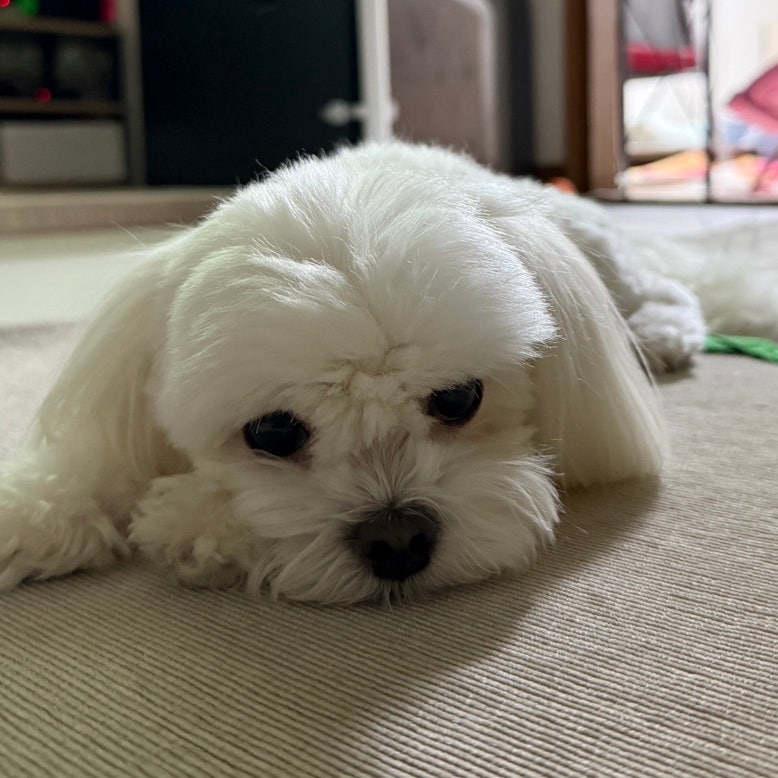 강아지 요실금 증상과 원인, 단순 소변 실수와 어떻게 다를까?