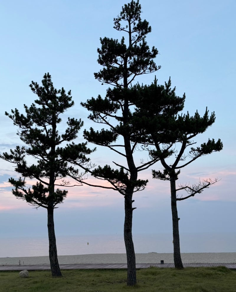 동해 망상오토캠핑리조트 허허바다102호 찐후기레고