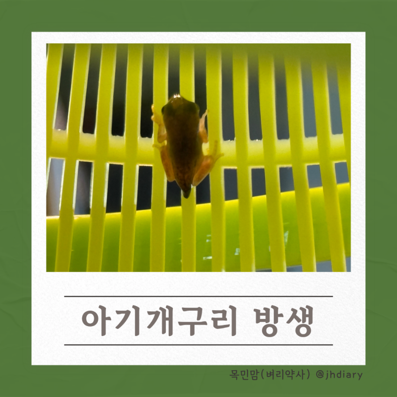올챙이 키우기 | 아기개구리 방생