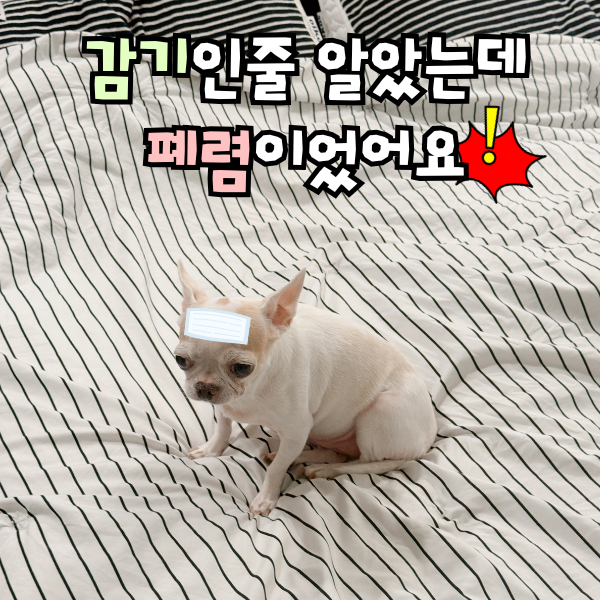 강아지 폐렴 증상, 체온 높고 켁켁거림 식욕저하 심해요