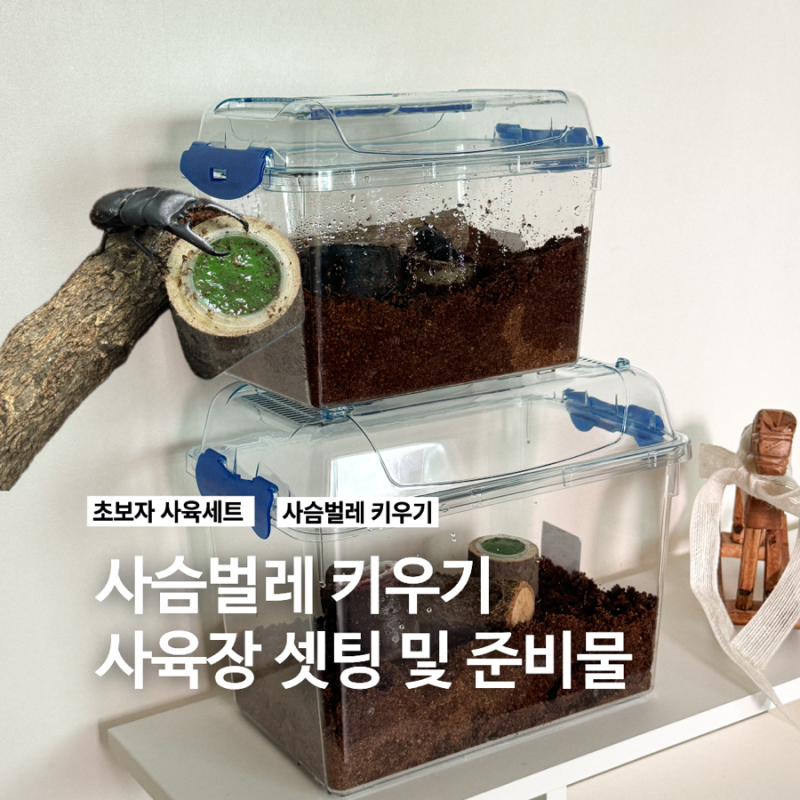 아이가 채집해 온 사슴벌레 키우기! 사육 준비물 및 세팅 방법