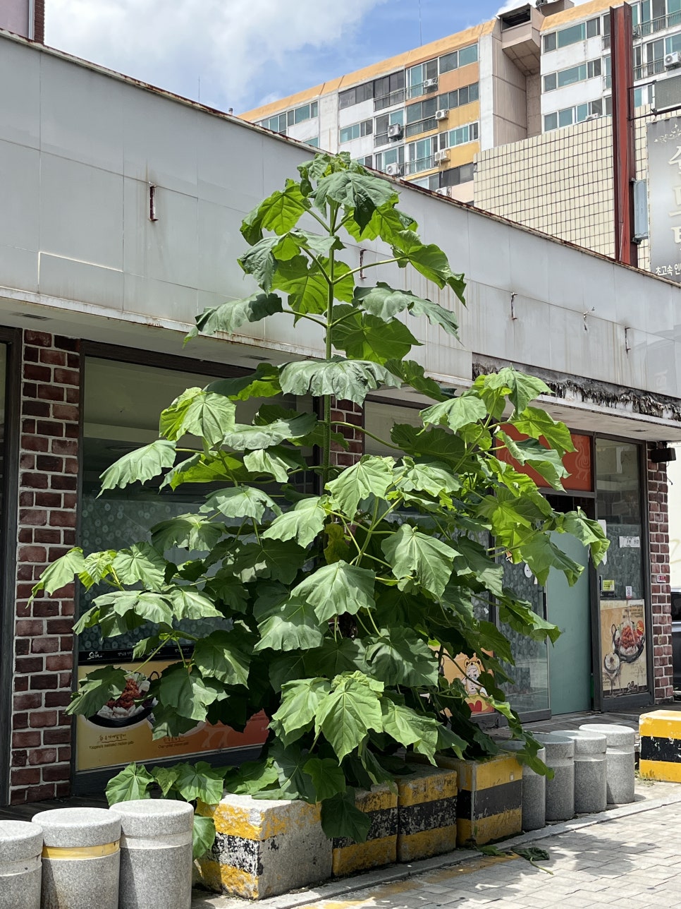 카페나름 사진 5