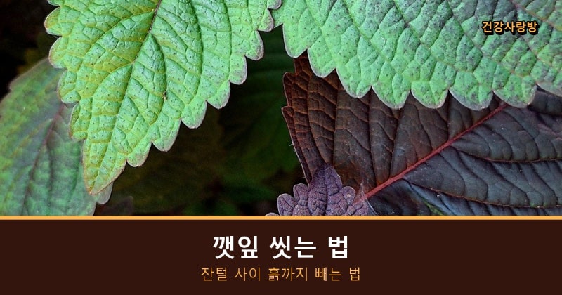 깻잎 보관법과 씻는 법 총정리, 잔털 사이 흙까지 빼는 법 (당뇨 있으면 하루 이만큼)