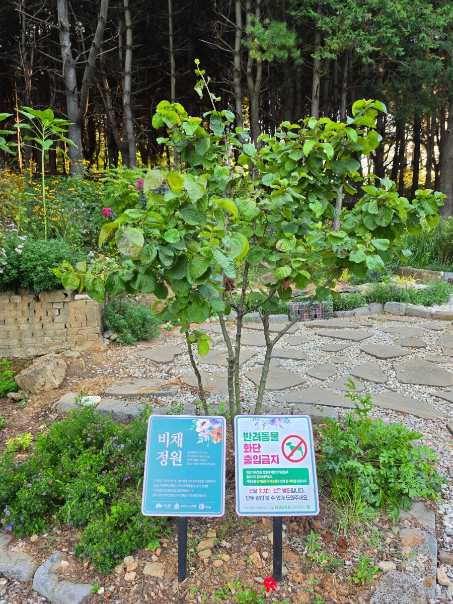 숲 사진 6