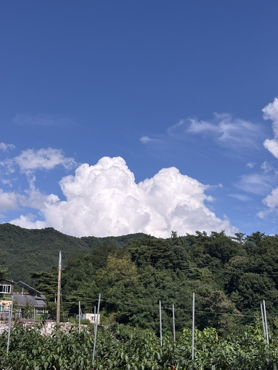 서곡막국수 사진 6