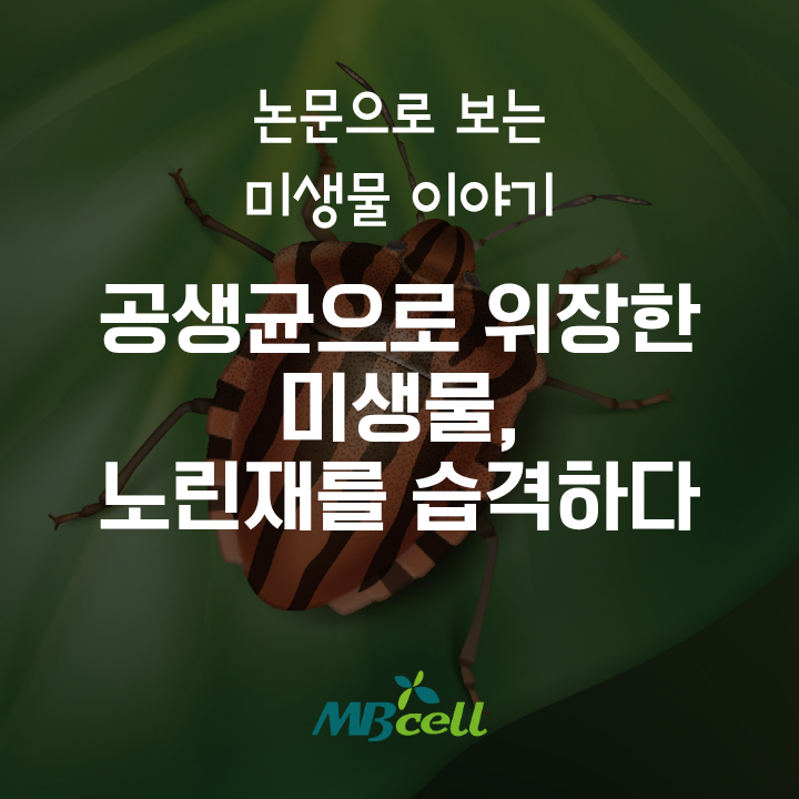 [논문으로 보는 미생물 이야기] 공생균으로 위장한 미생물, 노린재를 습격하다