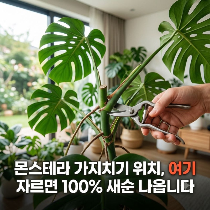 몬스테라 가지치기 위치, 여기 자르면 100% 새순 나옵니다