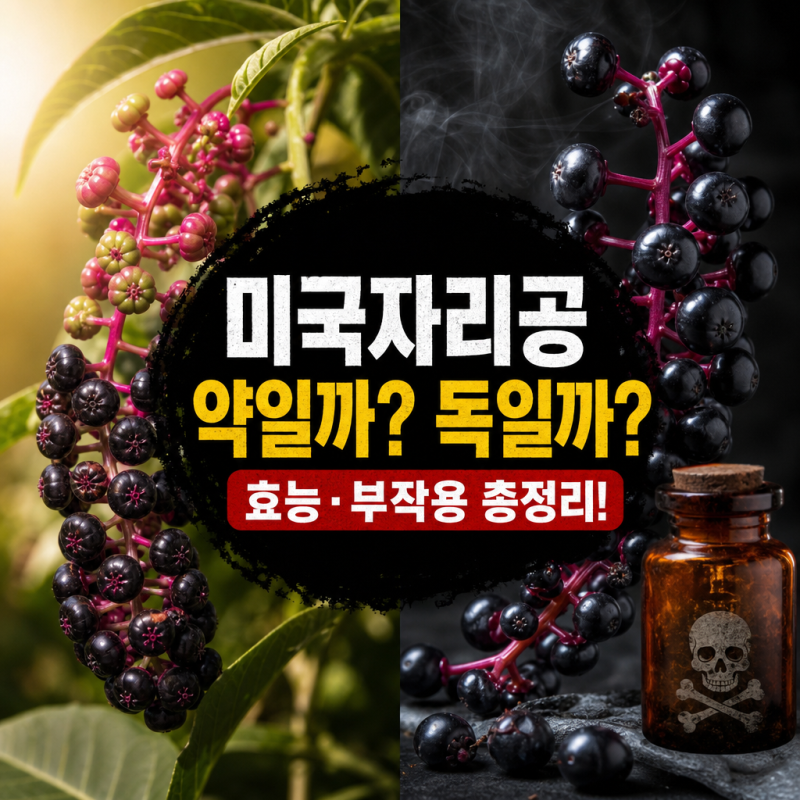 [독초 식물] 미국자리공 효능 성분 섭취방법 부작용 총정리: 독성 주의사항까지 꼭 확인하세....