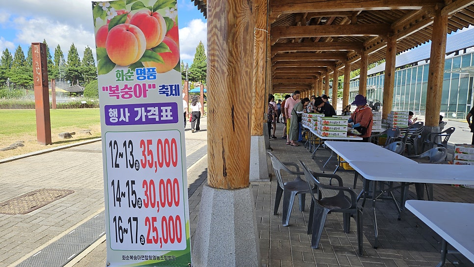 벽오동 사진 2