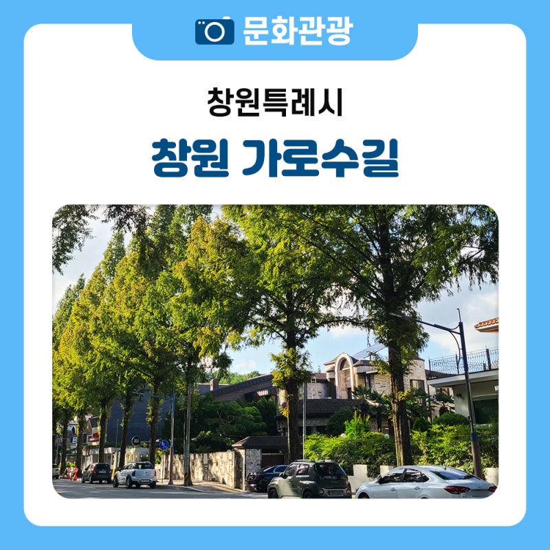 창원 감성 산책 코스 추천! 용호동 가로수길부터 용지호수까지 하루 코스