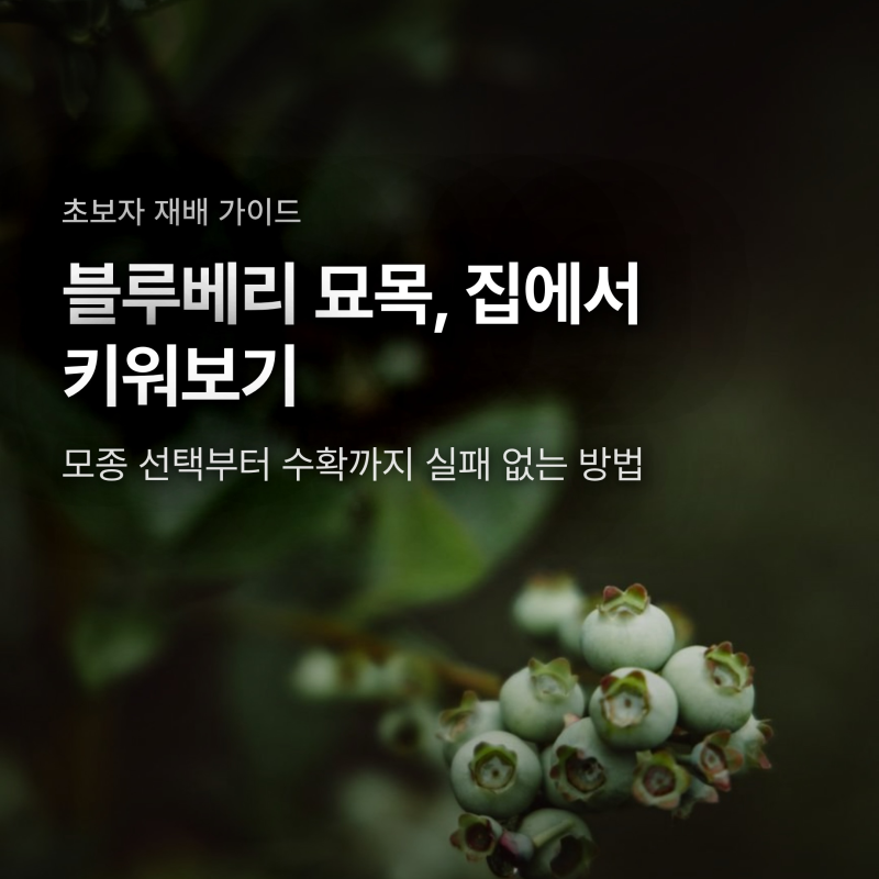 블루베리 묘목 심기, 베란다에서 열매까지 실패 없는 재배법