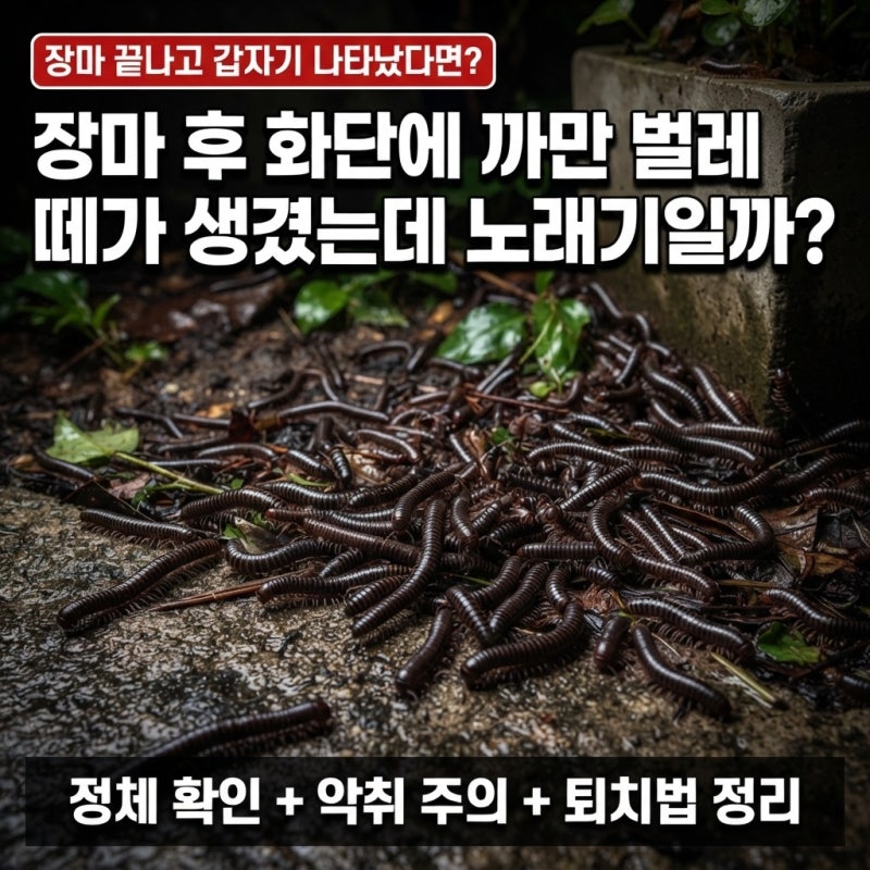 "장마 후 화단에 까만 벌레 떼"가 생겼는데 '노래기'일까?