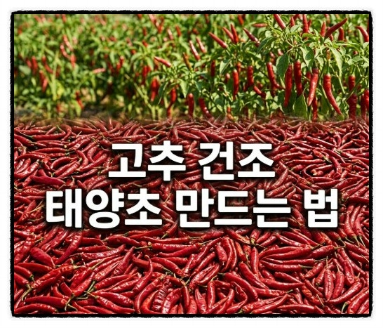 고추 수확 시기부터 세척방법 태양초 만드는 법 보관까지