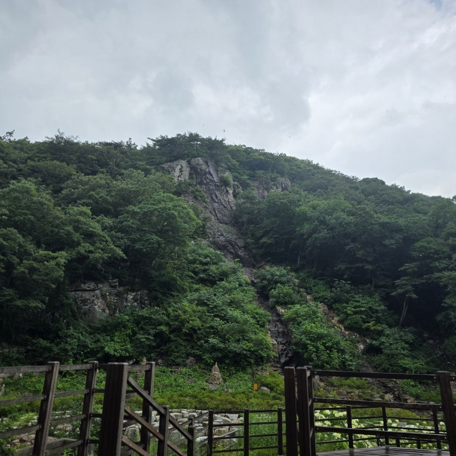 바지라기 사진 6