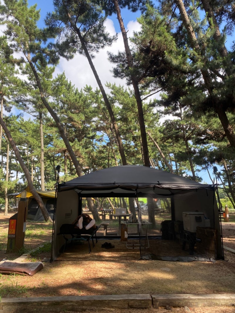 태안 여행 | 태안캠핑장. 국립 몽산포자동차야영장(몽산포야영장) 가격/예약/구역/시설 후기