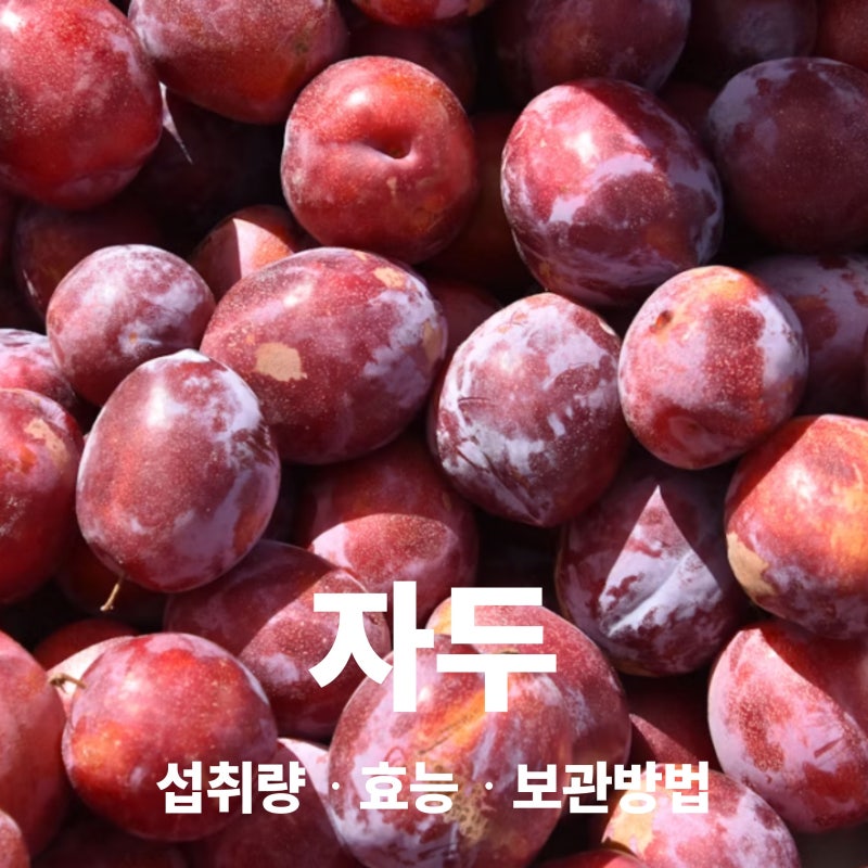 자두 효능과 주의사항 칼로리 보관법 섭취량 총정리