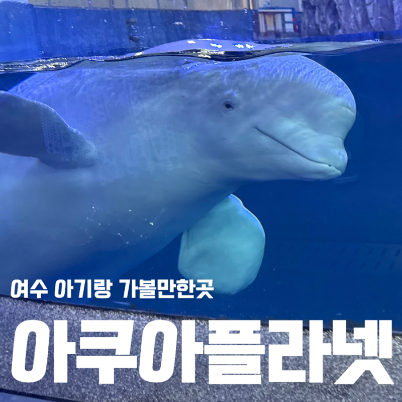 아기랑 여수 아쿠아리움 아쿠아플라넷 입장료 할인 주차