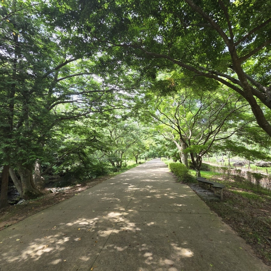 바지라기 사진 1